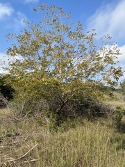 Juglans microcarpa
