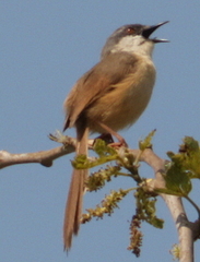 Prinia socialis