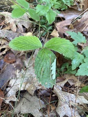Fragaria virginiana