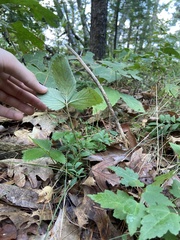 Fragaria virginiana