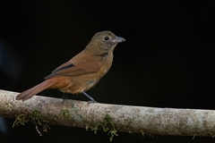 Tachyphonus coronatus