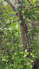 Vaccinium arboreum