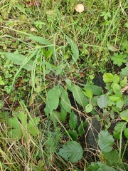 Centaurea phrygia phrygia