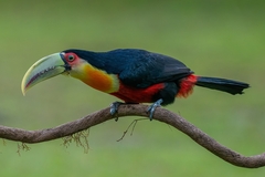 Ramphastos dicolorus