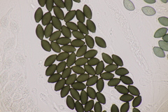Podospora setosa