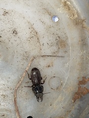 Scarites subterraneus