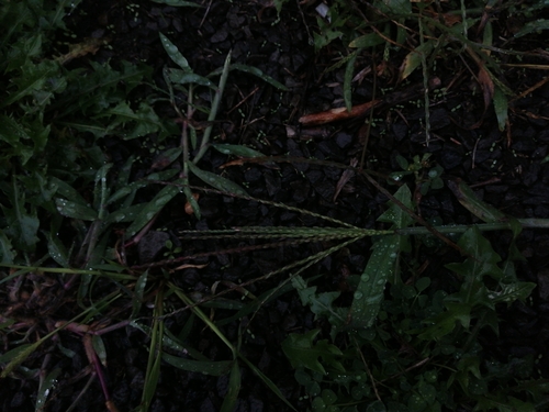 prstovka krvavá (Digitaria sanguinalis)