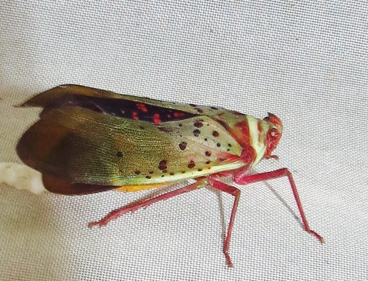 Copidocephala guttata