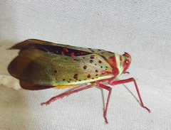 Image of Copidocephala guttata