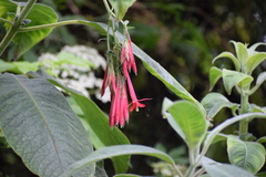 Fuchsia
