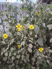 Tithonia tubaeformis