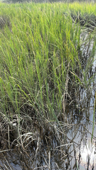 Sporobolus alterniflorus