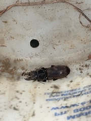 Scarites subterraneus