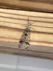 Dendroleon obsoletus
