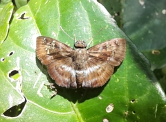 Quadrus cerialis