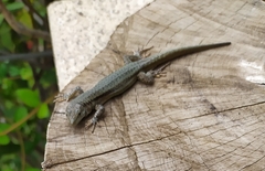 Podarcis virescens