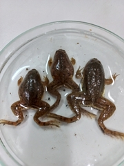 Occidozyga lima