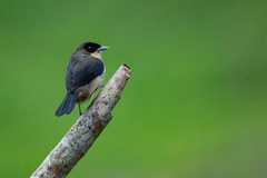 Trichothraupis melanops