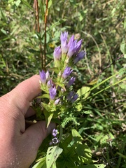 Gentianella quinquefolia