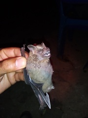 Artibeus jamaicensis