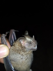 Artibeus jamaicensis
