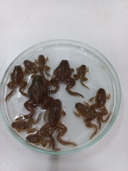 Occidozyga lima
