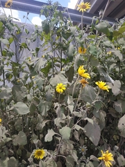 Tithonia tubaeformis
