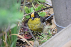 Atlapetes pallidinucha