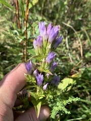 Gentianella quinquefolia