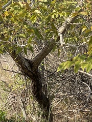 Juglans microcarpa