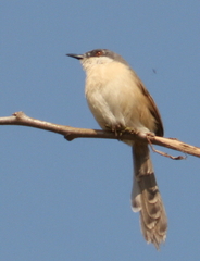 Prinia socialis