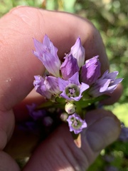 Gentianella quinquefolia