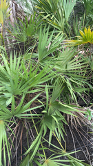 Serenoa repens