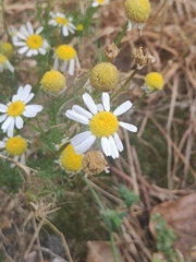 Tripleurospermum inodorum