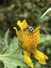 Paranapiacaba tricincta