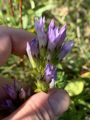 Gentianella quinquefolia