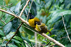 Rubigula flaviventris
