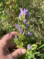 Gentianella quinquefolia
