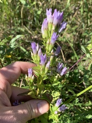 Gentianella quinquefolia