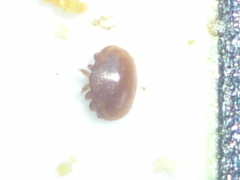 Varroa destructor
