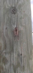 Cicada