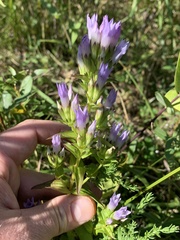 Gentianella quinquefolia