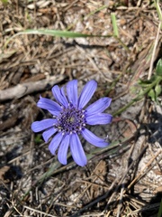 Felicia heterophylla