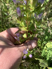 Gentianella quinquefolia