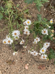 Symphyotrichum lanceolatum