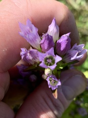 Gentianella quinquefolia