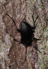 Carabus hortensis