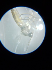 Diptera