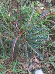 Phyllanthus urinaria