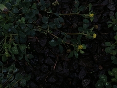Medicago